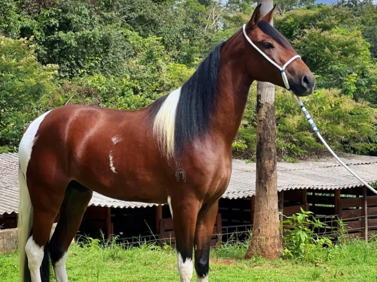 PAMPA NETO DO ELFO ou 15K PAMPA NETO DO ELFO ou 15K